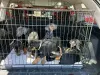 Фото №1. доберман - купить в Орхусе за 69575₽. Объявление №173501