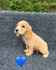 Фото №3. gift adorable Cocker Spaniel Puppies.  Кипр