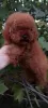 Дополнительные фото: Toy poodle (female) zwergpudel