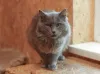 Фото №3. Кот Зефир ищет дом!. Россия