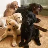 Дополнительные фото: Labrador Retriever Puppies