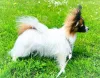 Дополнительные фото: Папийон, Papillon