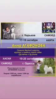 Дополнительные фото: Курсы грумера