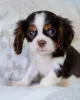 Фото №2 к объявлению №157218 о продаже кинг-чарльз-спаниеля - купить в Финляндии частное объявление