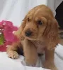 Фото №3. Adorables chiots Английский кокер-спаниель в продаже.  Франция