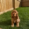 Фото №2 к объявлению №162438 о продаже английского кокер-спаниеля - купить в Нидерландах заводчик