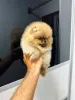 Дополнительные фото: Померанские шпицы высочайшего качества!