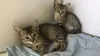 Фото №3. Ägyptische mau-tabby-kätzchen zur усыновление. Германия