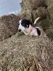 Дополнительные фото: Ищут дом подросшие щенки.