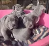 Дополнительные фото: Щенки стаффордширского бультерьера голубого окраса на продажу