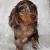 Фото №3. Dachshund щенки.  США