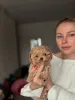 Дополнительные фото: Элитные мини микро мальтипу той пудель пушон