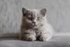 Фото №3. Британские короткошерстные котята GCCF и TICA. Великобритания