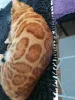Дополнительные фото: Бенгальский кот Aykamam Amur для разведения