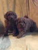 Дополнительные фото: Absolutely Adorable Red Toy Poodles