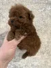 Дополнительные фото: Toy poodle /teacup puppies