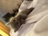 Дополнительные фото: Котята