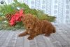 Фото №3. Удивительные чистокровные красные KC Toy Poodle Babies.  Польша