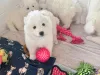 Фото №3. Cachorros Samoyedo Disponibles para para asción.  Германия