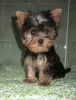 Дополнительные фото: Yorkshire terrier. Boy's and girl's.