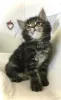 Фото №3. Liebevolle maine-coon-kätzchen (männlich und weiblich). Германия