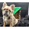 Фото №3. Французский бульдог, сука, 14 недель. Готова отправиться домой..  Германия