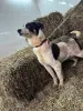 Дополнительные фото: Ищут дом подросшие щенки.