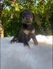 Фото №3. Dobermannwelpen zu vermitteln..  Германия