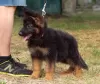 Дополнительные фото: Puppy. Немецкая овчарка.