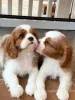 Фото №3. blenheim cavalier king Charles health tested..whatsapp me at 44 7453 907158.  Великобритания