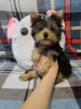 Дополнительные фото: Yorkshire terrier. Boy's and girl's.