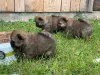 Дополнительные фото: Щенки чау-чау