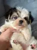 Дополнительные фото: Maltipoo Morkie, 2,5 месяца Девочка