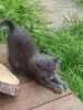 Дополнительные фото: Ищем дом для пяти невероятно красивых котят