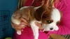 Дополнительные фото: Cavalier-King-Charles-Welpen zur Adoption! Wir freuen uns, Ihnen unseren