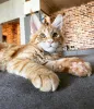 Фото №3. Элегантный Мэн Кун Котенок Маджестик и ласковый!. Германия