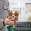 Фото №4. Продажа пуделя (той) в Чикаго из приюта - цена договорная