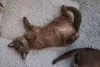 Фото №3. Бурманские котята Schattige Zoeken een nieuw thuis.. Бельгия
