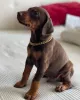 Дополнительные фото: Urocze szczenięta dobermana do adopcji