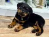 Фото №3. Cuccioli di Rottweiler в вендите.  Италия