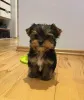 Фото №3. Yorkie Welpen Zur усыновление.  Германия