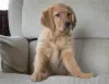 Фото №2 к объявлению №141169 о продаже золотистого ретривера - купить в Германии частное объявление