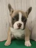 Фото №4. Продажа французского бульдога в Бресте частное объявление - цена договорная
