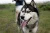 Фото №2 к объявлению №146221 о продаже сибирского хаски - купить в России частное объявление