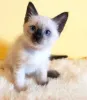 Фото №3. Chatons siamois à vendre. Бельгия