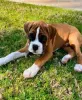 Фото №3. Купите Boxerpuppy.  Бельгия