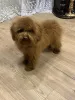 Фото №4. Продажа пуделя (той) в Киеве частное объявление, из питомника, заводчик - цена 92767₽