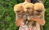 Дополнительные фото: Померанский плесн, щенки высочайшего качества