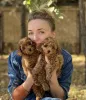 Дополнительные фото: Maltipoo Puppies WhatsApp 64 9-889 4165