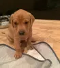 Дополнительные фото: Fox red Labrador Retrievers pups for sale. ..whatsapp me at 44 7453 907158